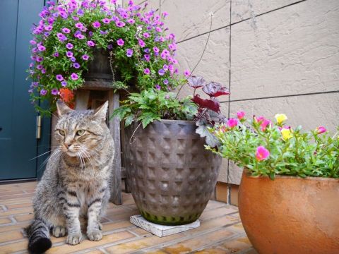 玄関に置いてある花の鉢とネコの画像